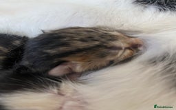 Ragdoll cats for sale: Kittens 💗 - Image 9