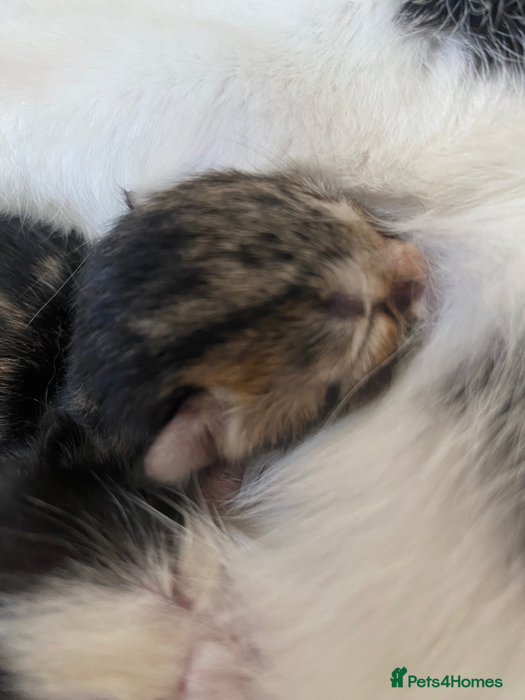 Ragdoll cats for sale: Kittens 💗 - Image 9