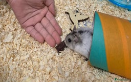 Hamster rodents for sale: FREE 2 x dwarf hamsters - Image 3