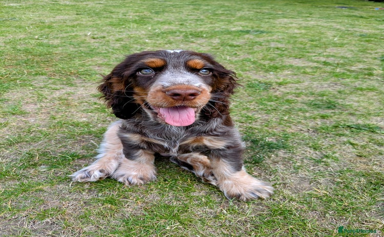 Cocker Spaniel dogs - Advert 9