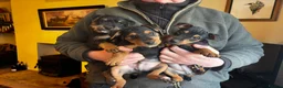 Mixed Breed dogs for sale: SOLD STC Jack Russel X Lakeland Terriers  - Advert 4