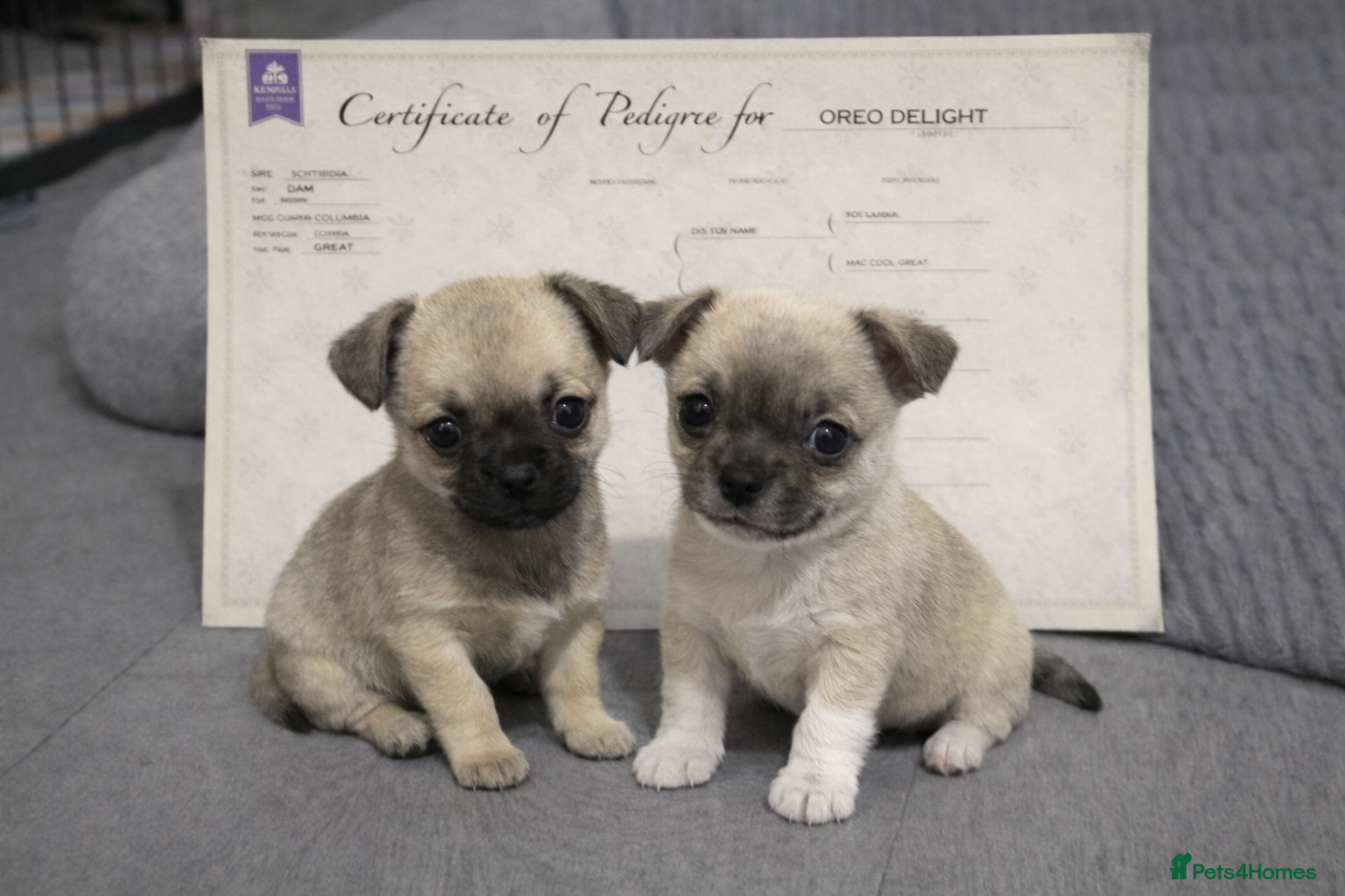Chihuahua dogs Full pedigree Chihuahua puppies - Advert 7