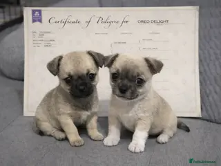 Chihuahua dogs Full pedigree Chihuahua puppies - Advert 7