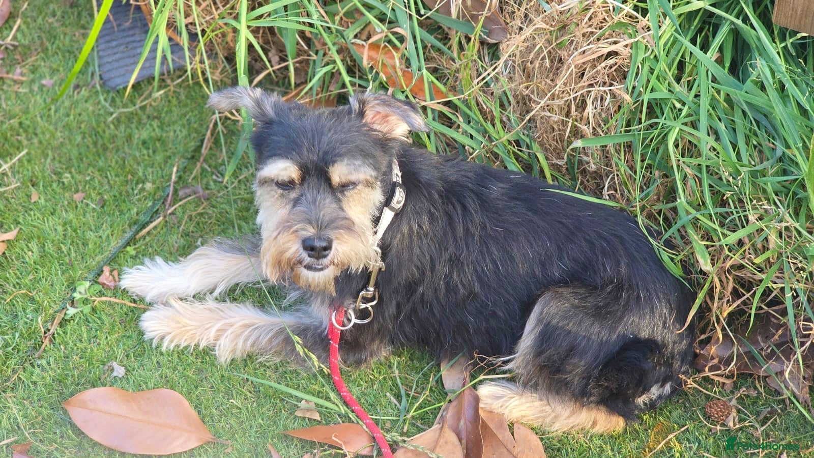Yorkshire Terrier dogs for adoption: Linda in Holywell - Advert 8