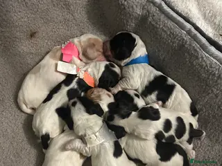 Cocker Spaniel dogs Show Coker spaniels - Advert 1