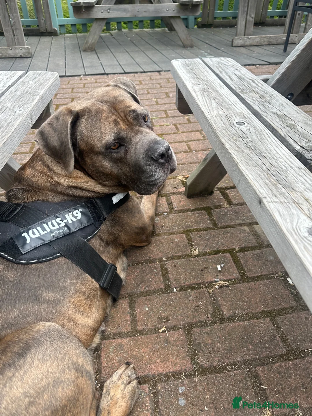 Cane Corso dogs for sale: Cane corso - Advert 2