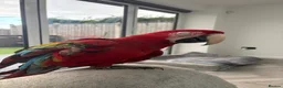 Parrots birds for sale: Greenwing Macaw - Advert 7
