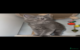 Ragdoll cats for sale: Gorgeous Ragdoll x British Shorthair Kittens  - Image 10
