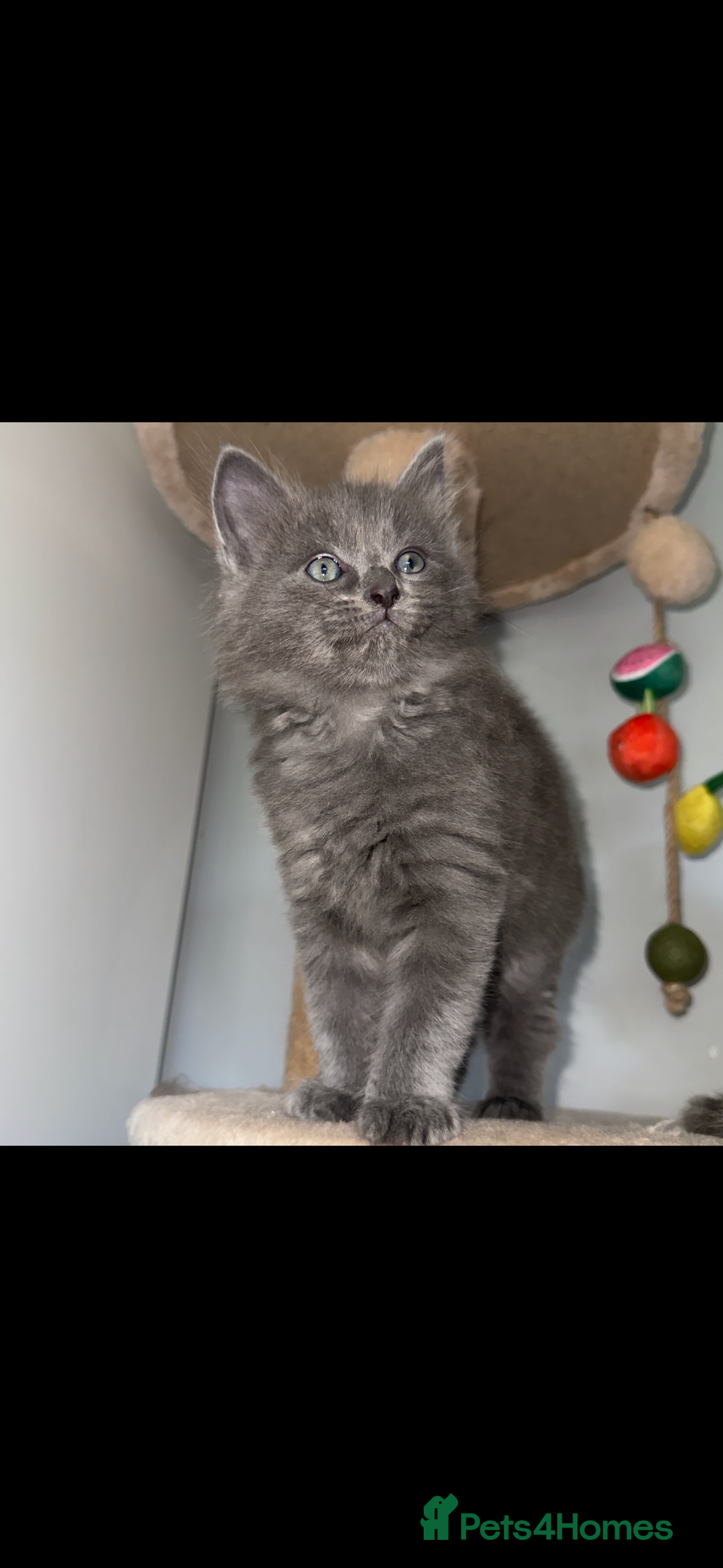 Ragdoll cats for sale: Gorgeous Ragdoll x British Shorthair Kittens  - Image 10