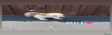 Jack Russell 6