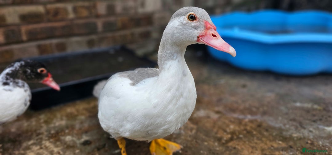 Ducks poultry for sale: 4 Muscovy Ducks (1 Drake, 3 Hens) - Advert 2