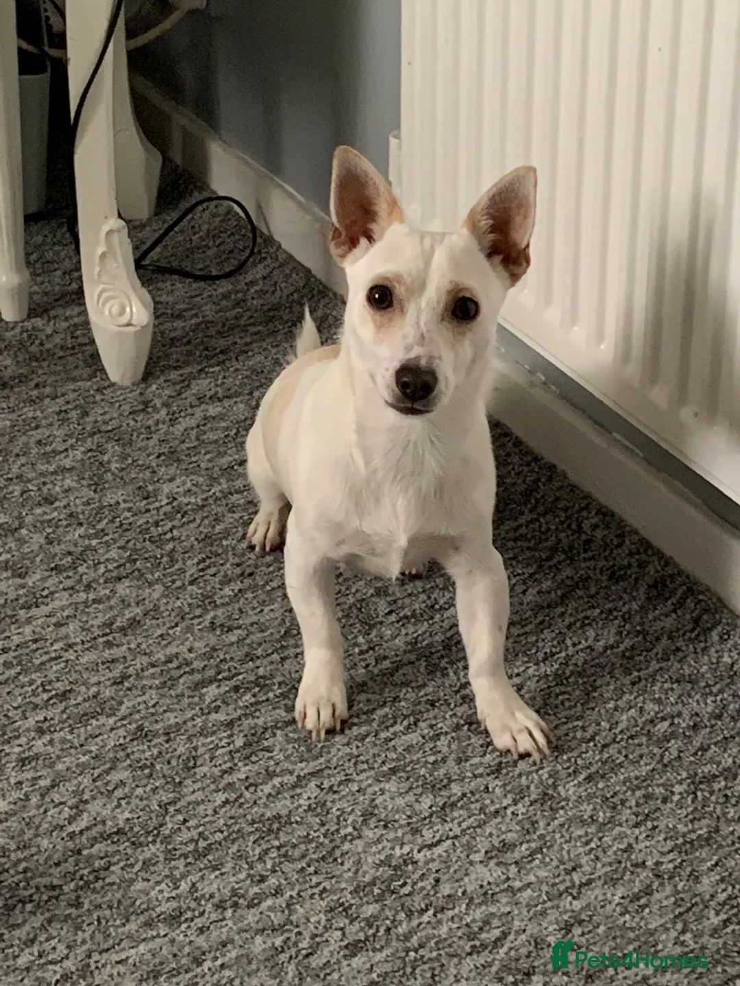 Jack Russell dogs for sale: Beautiful Jack Russell Terrier puppies available  - Advert 17