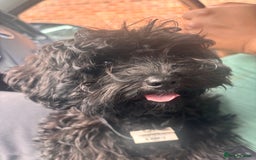 Cavapoo dogs for sale: Cavapoo 4 months old - Image 1