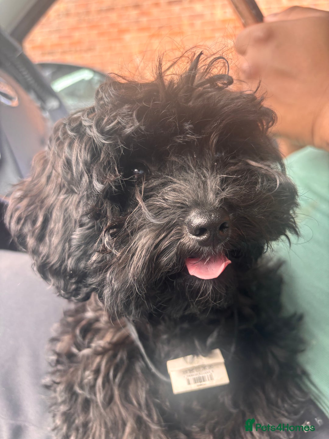 Cavapoo dogs for sale: Cavapoo 4 months old - Image 1