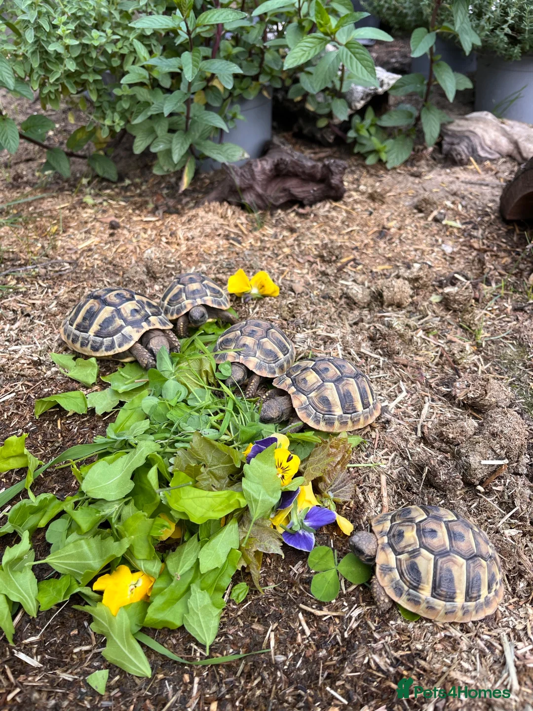 Tortoise reptiles for sale: **LAST FEW**Stunning baby Hermann Tortoises CB/UK - Advert 1