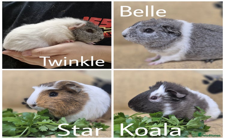 Guinea Pig rodents - Advert 4