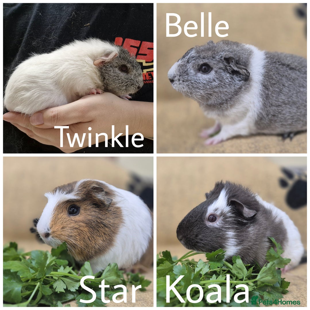 Guinea Pig rodents for sale: 4 female guinea pigs - Image 1