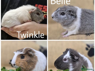 Guinea Pig rodents - Advert 6