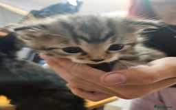Domestic Shorthair cats for sale: Kittens for sale - Image 3
