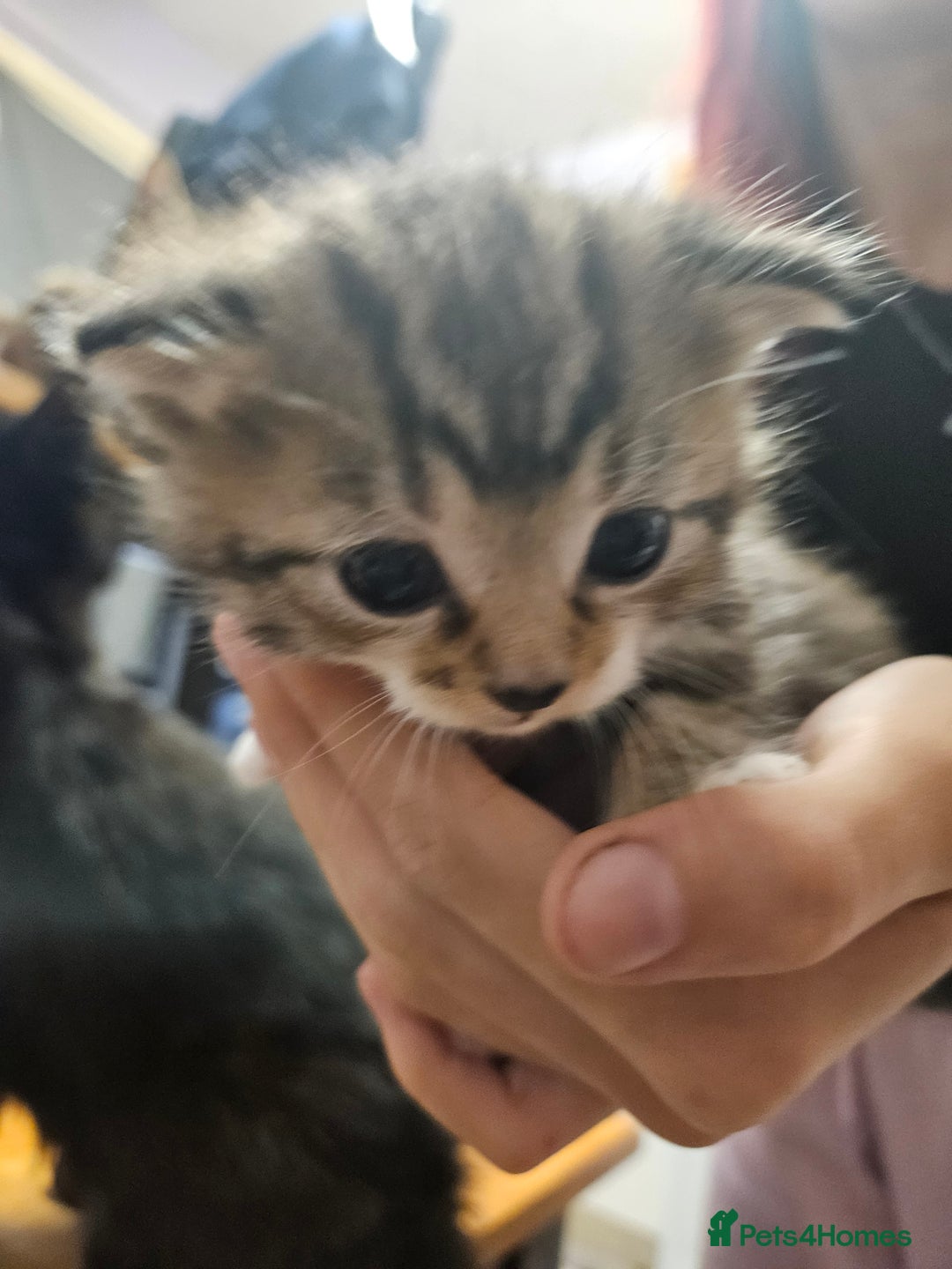 Domestic Shorthair cats for sale: Kittens for sale - Image 3