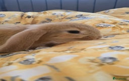 French Lop rabbits for sale: Beautiful French Lop bunnies - Image 24