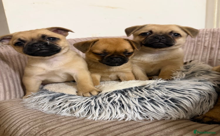Pug dogs - Advert 10
