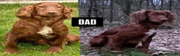 Cocker Spaniel dogs for sale: KC REGISTERED, WORKING COCKER SPANIEL PUPPIES🐶🐾 - Advert 12