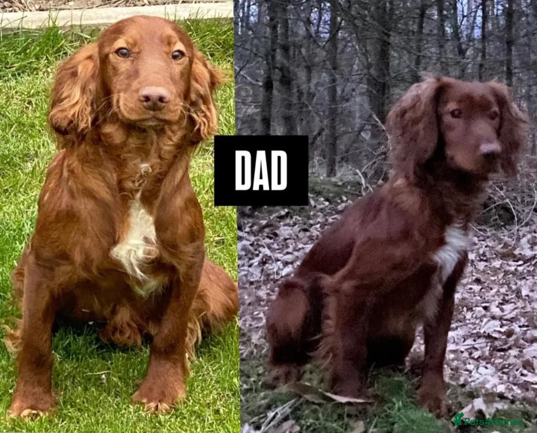 Cocker Spaniel dogs for sale: KC REGISTERED, WORKING COCKER SPANIEL PUPPIES🐶🐾 - Advert 12