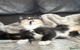 British Shorthair cats for sale: Beautiful kittens full of fun - Image 3