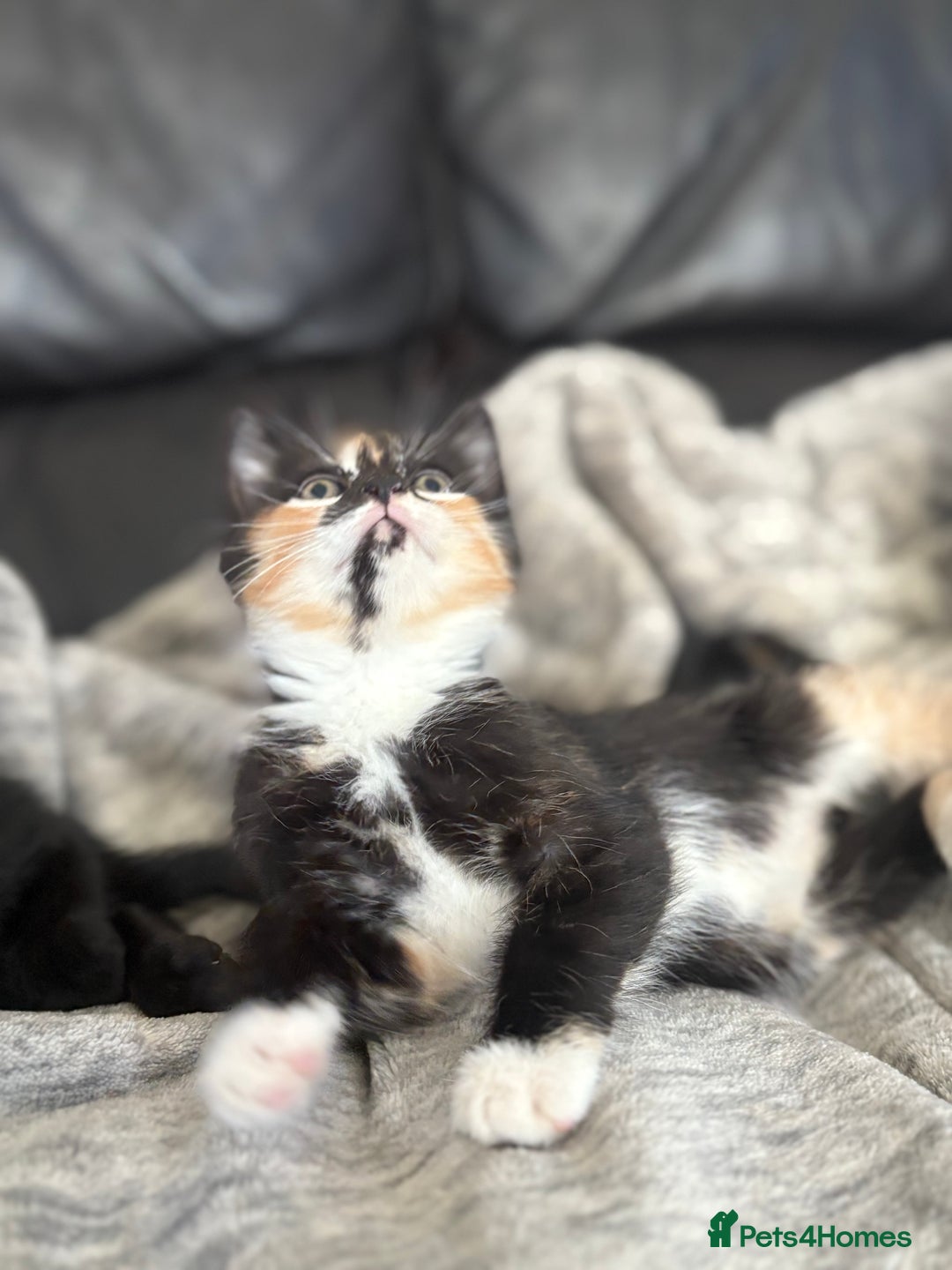 British Shorthair cats for sale: Beautiful kittens full of fun - Image 3