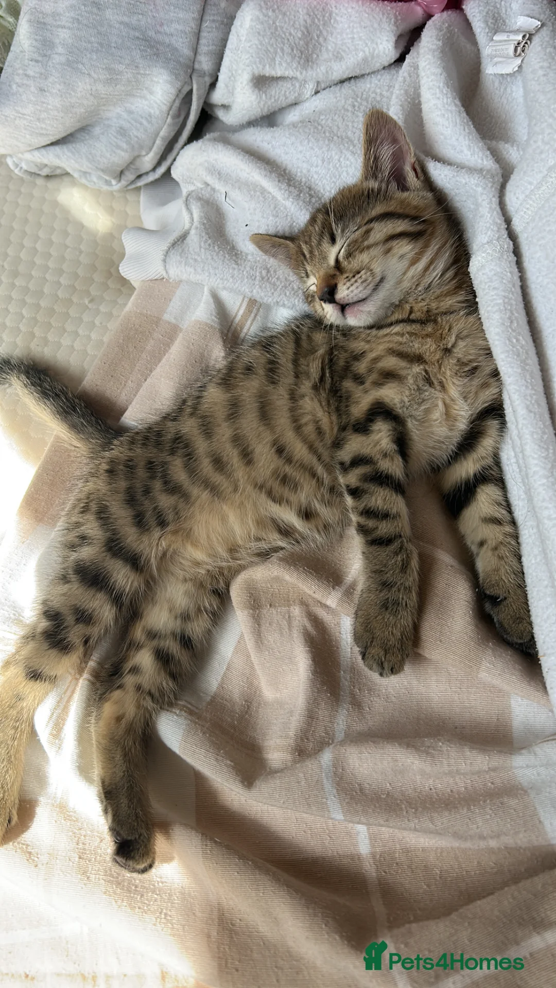 Mixed Breed cats for sale: Male tabby kitten  - Advert 4