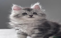 Maine Coon cats for sale: ✨🌟Beautiful The last little boy Maine Coon 😻🌟✨ - Image 14