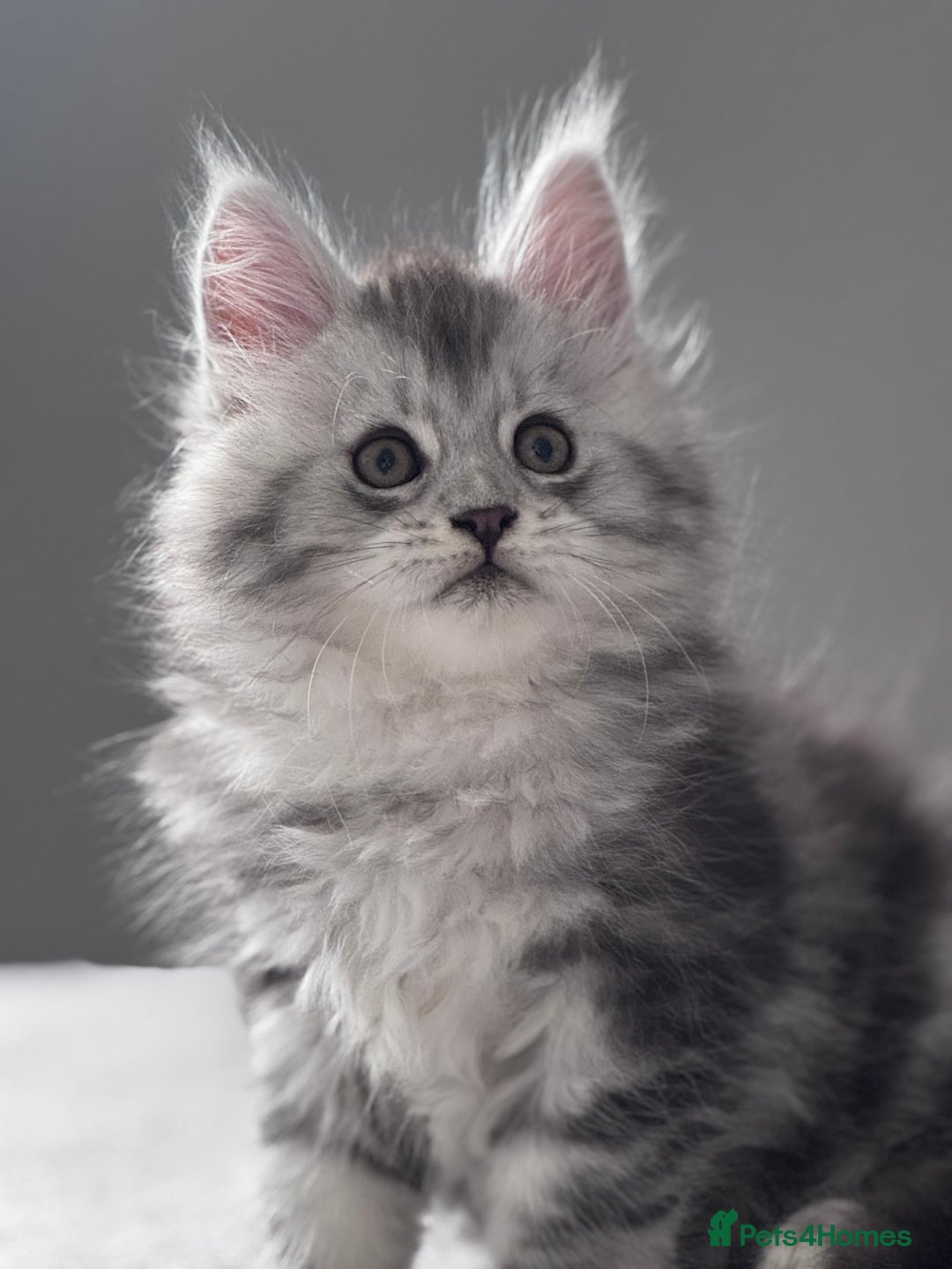 Maine Coon cats for sale: ✨🌟Beautiful The last little boy Maine Coon 😻🌟✨ - Image 14