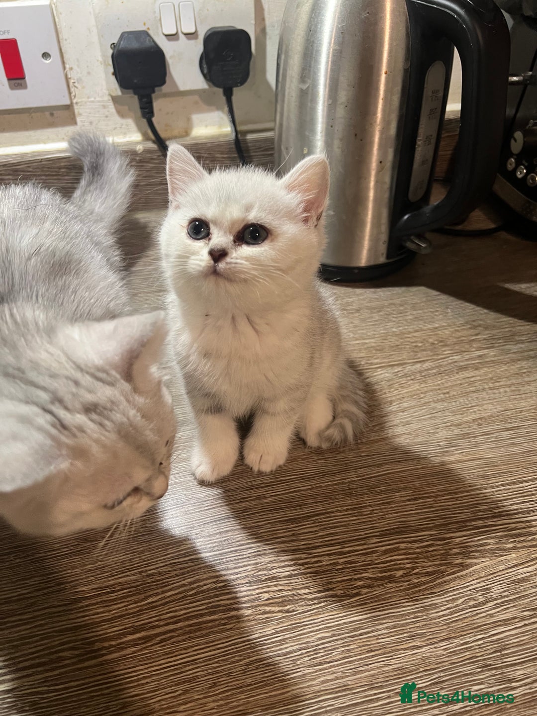 Scottish Fold cats for sale:  Beautiful Scottish Fold ready for Their New Homes - Advert 7