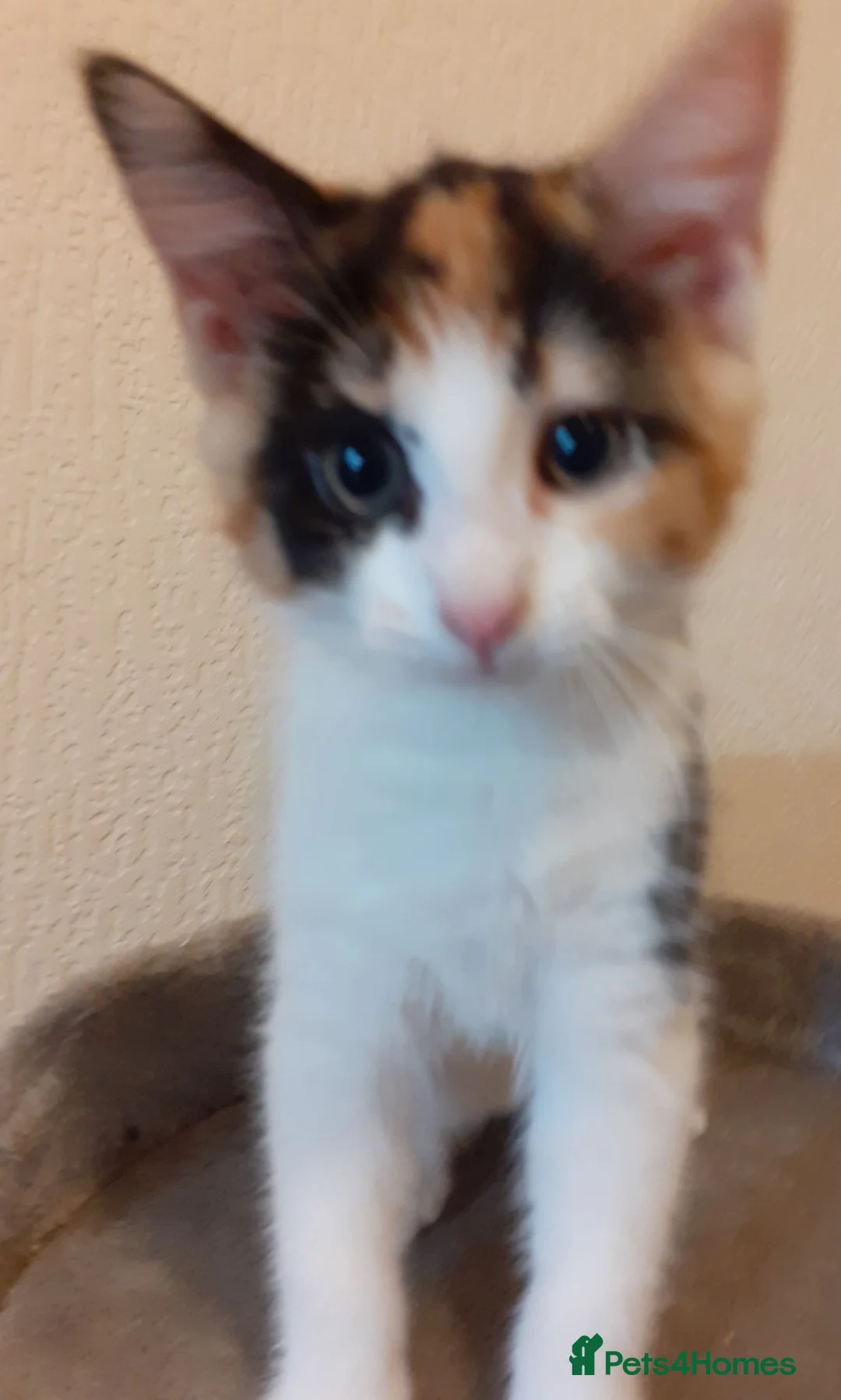 Mixed Breed cats for sale: 2 11 week old kittens  in Tipton - Advert 3