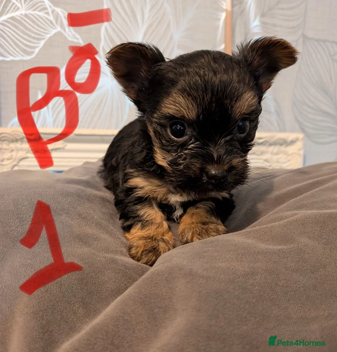 Mixed Breed dogs for sale: Yorkshire Terrier puppies for sale - Advert 5