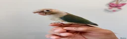 Conures birds for sale: HAND REARED TAME BABY CONURES  - Advert 5