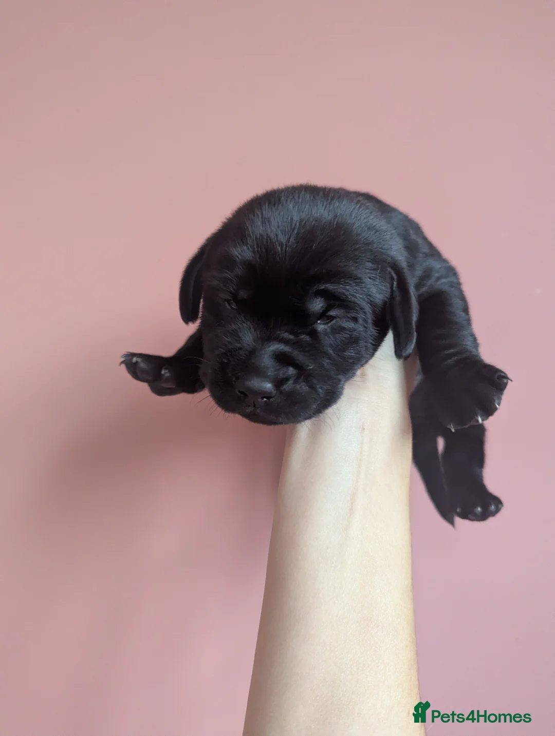 Labrador Retriever dogs for sale:  Beautiful KC registered Labrador retriever puppy in Eastleigh - Advert 2