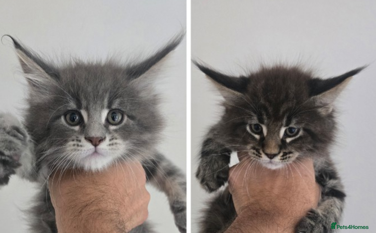 Maine Coon cats - Advert 4
