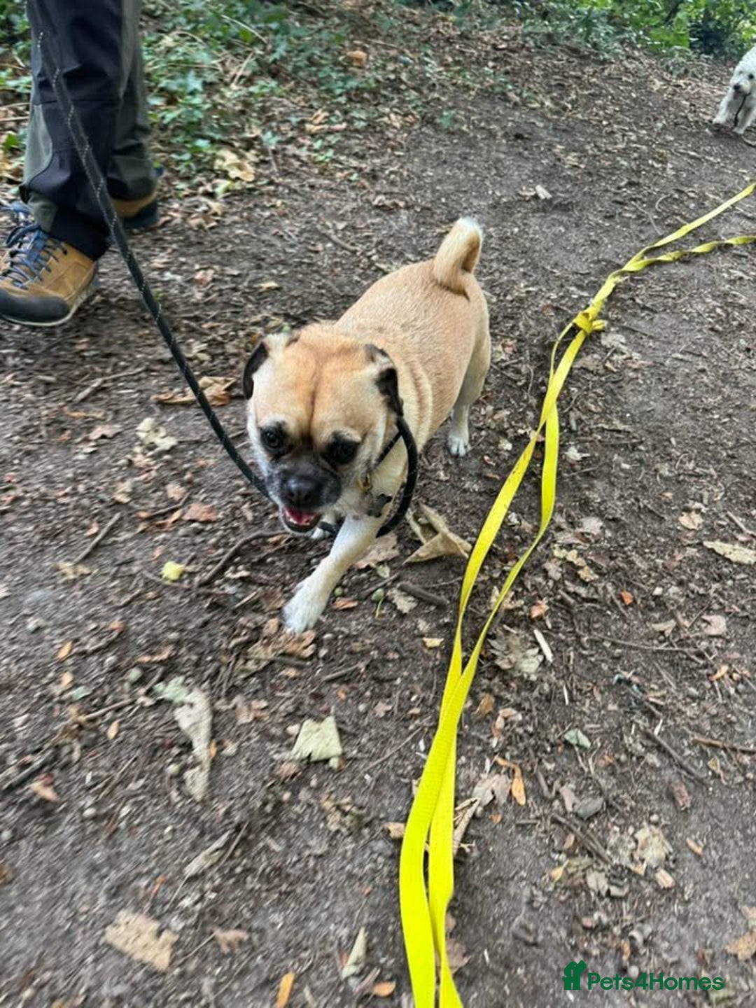 Frug dogs for sale: Special dog seeks special home 🏡💖 - Image 3
