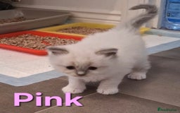 Ragdoll cats for sale: 2 female blue point ragdoll kittens  - Image 15