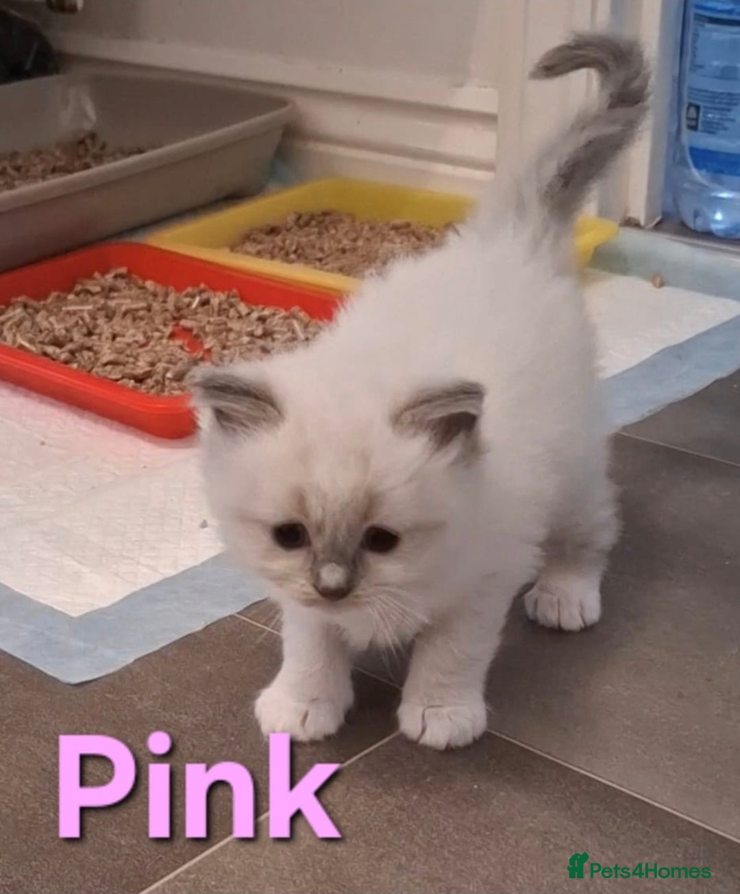 Ragdoll cats for sale: 2 female blue point ragdoll kittens  - Image 15