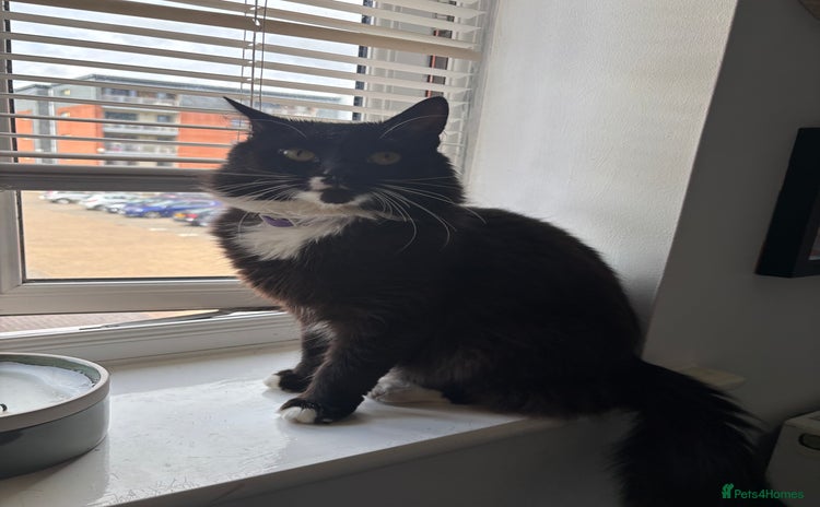 Domestic Shorthair cats - Advert 19