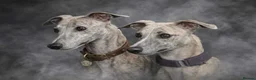 Whippet dogs for sale: Exquisite litter of whippet puppies  in Ormskirk - Advert 25