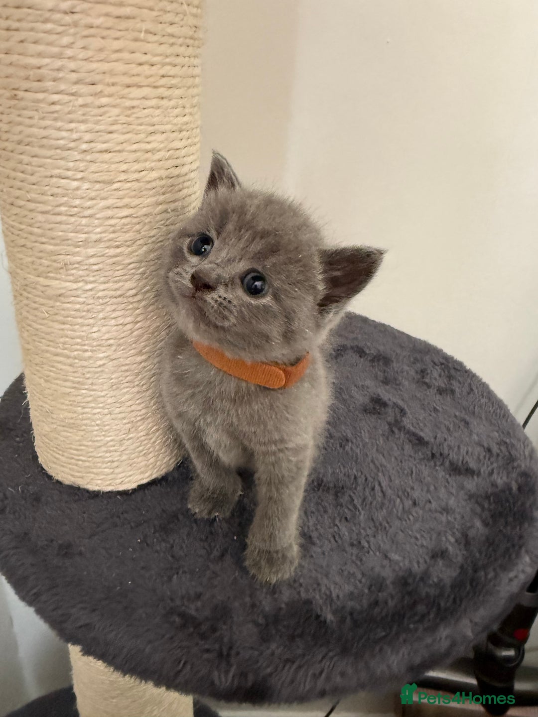 British Shorthair cats for sale: Blue British shorthair  - Image 8