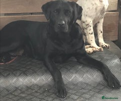 Labrador Retriever dogs - Advert 1