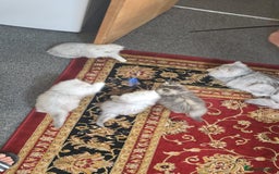 Persian cats for sale: Persian chinchilla  - Image 12