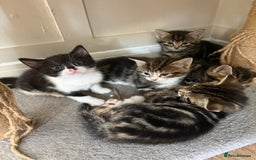 British Shorthair cats for sale: 6 Gorgeous Kittens - Image 4