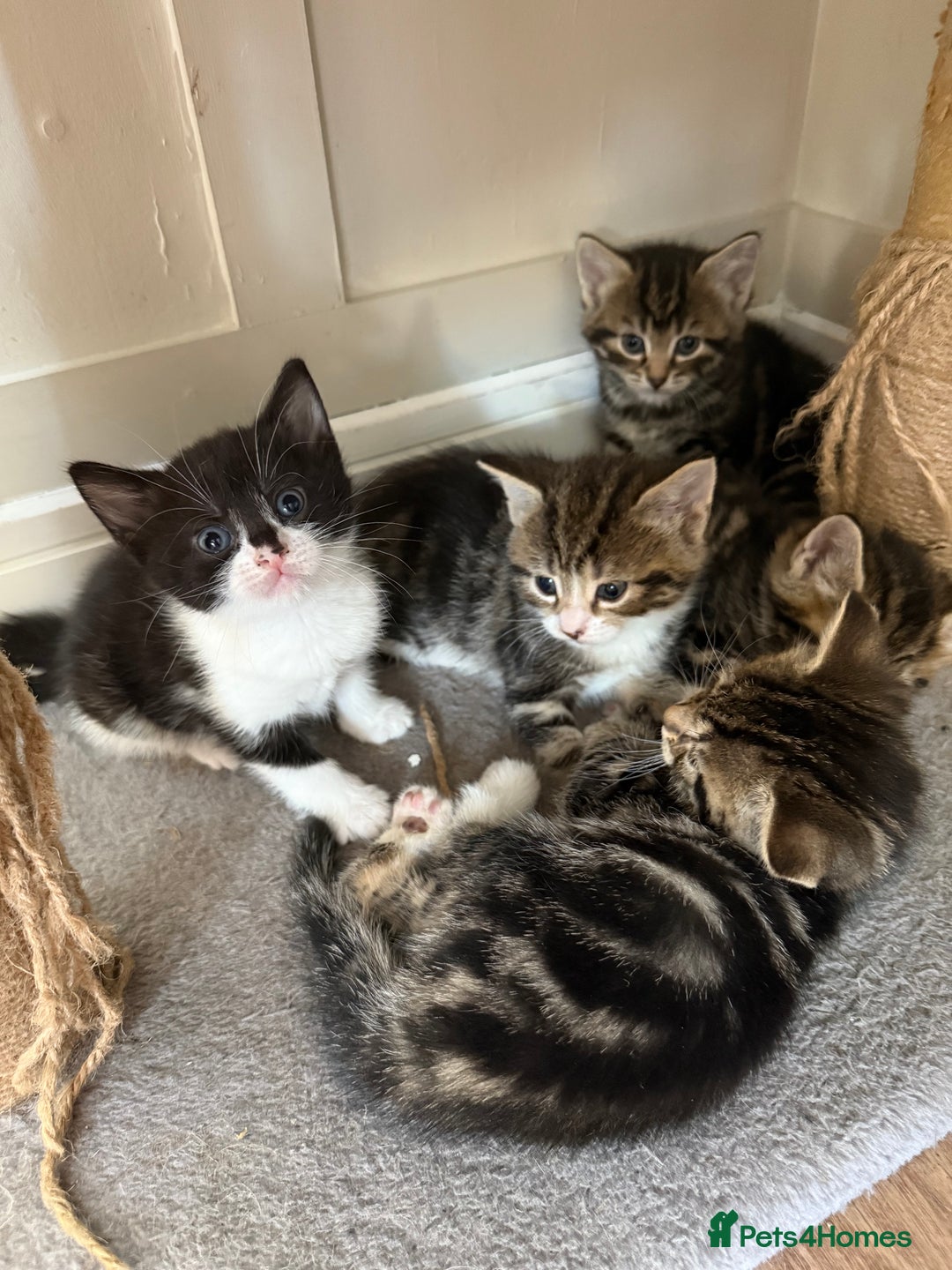 British Shorthair cats for sale: 6 Gorgeous Kittens - Image 4