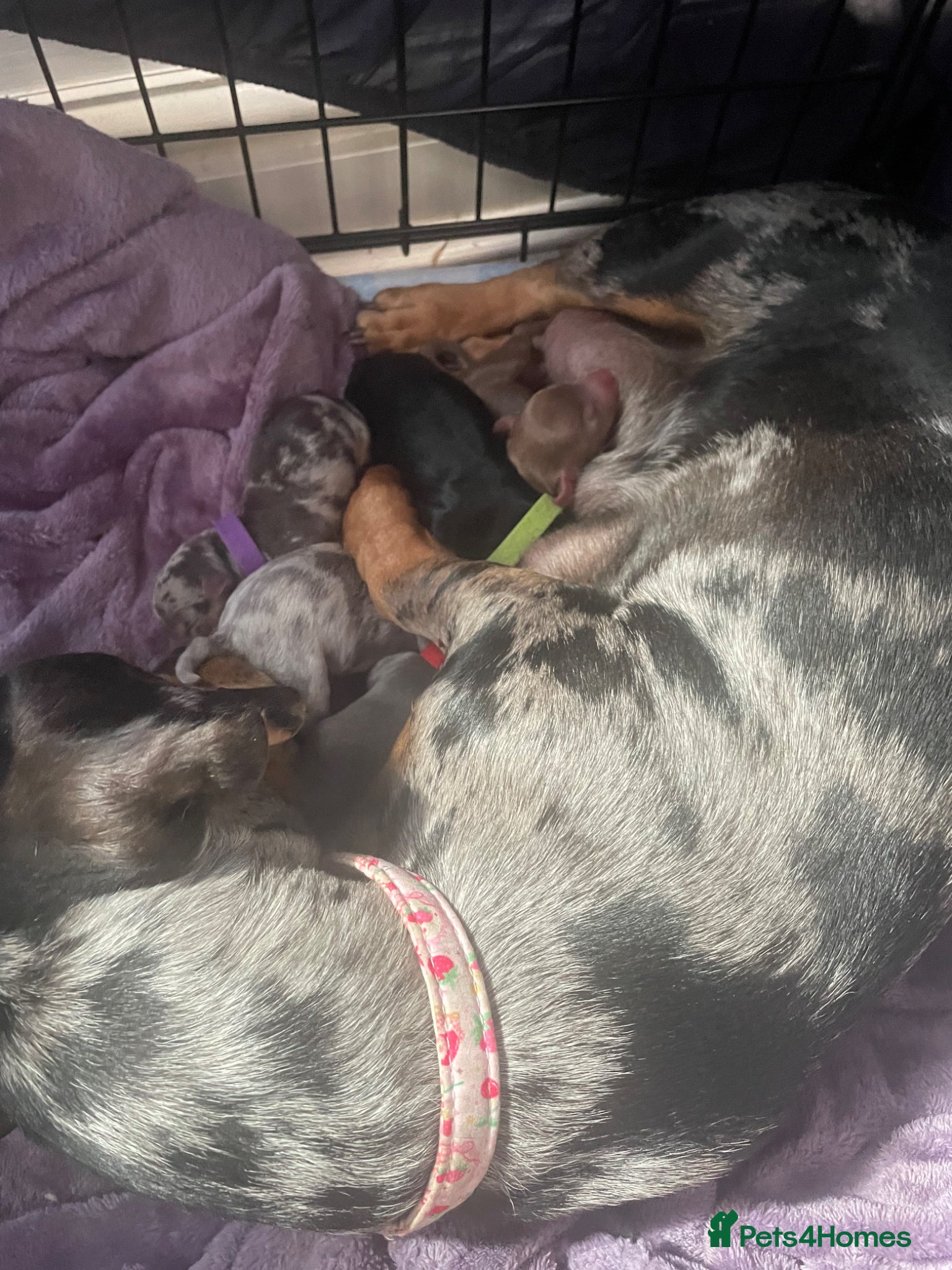 Mixed Breed dogs for sale: Beautiful Dachshund, French bulldog hybrid puppy - Advert 1